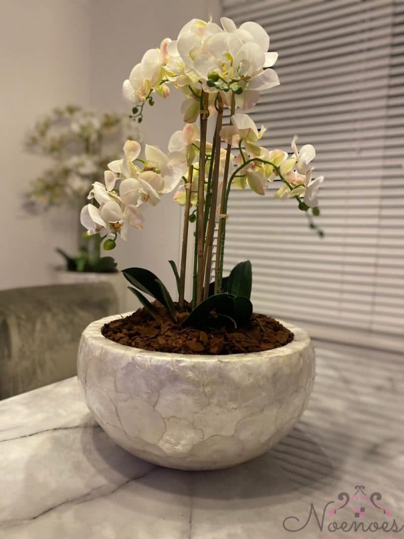 Schelpenvaas flat opgemaakt met orchideeën crème-goud