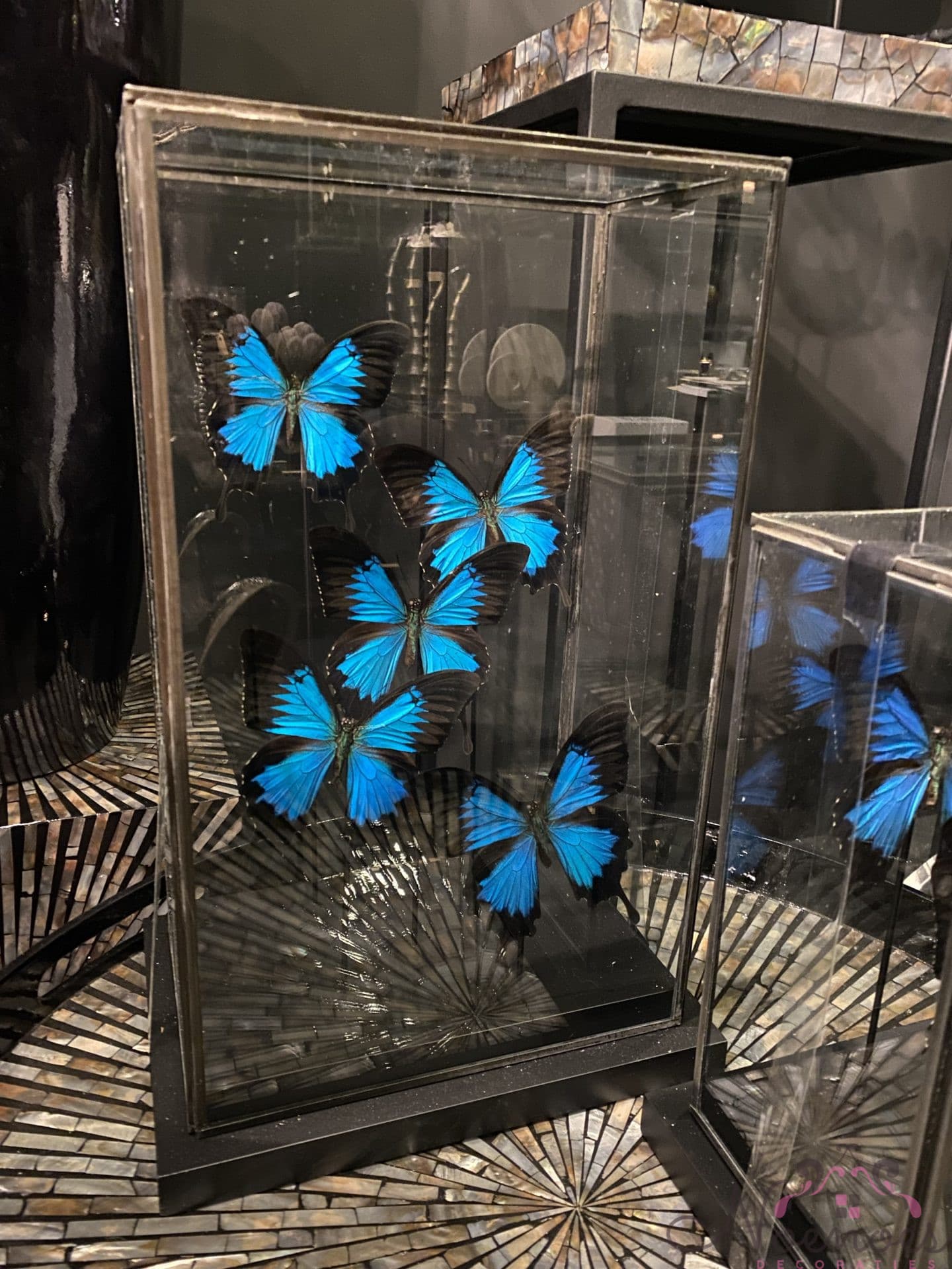 Vlindervitrine met echte vlinders 28x19x43 cm glazen box