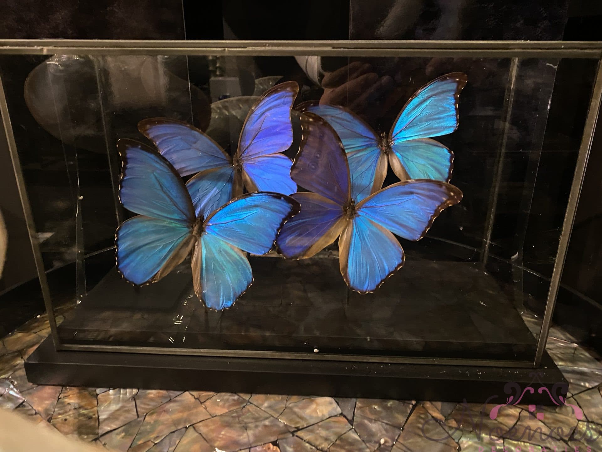 Vlinders in glazen box met 5 blauwe morpho vlinders 44x19x27 cm