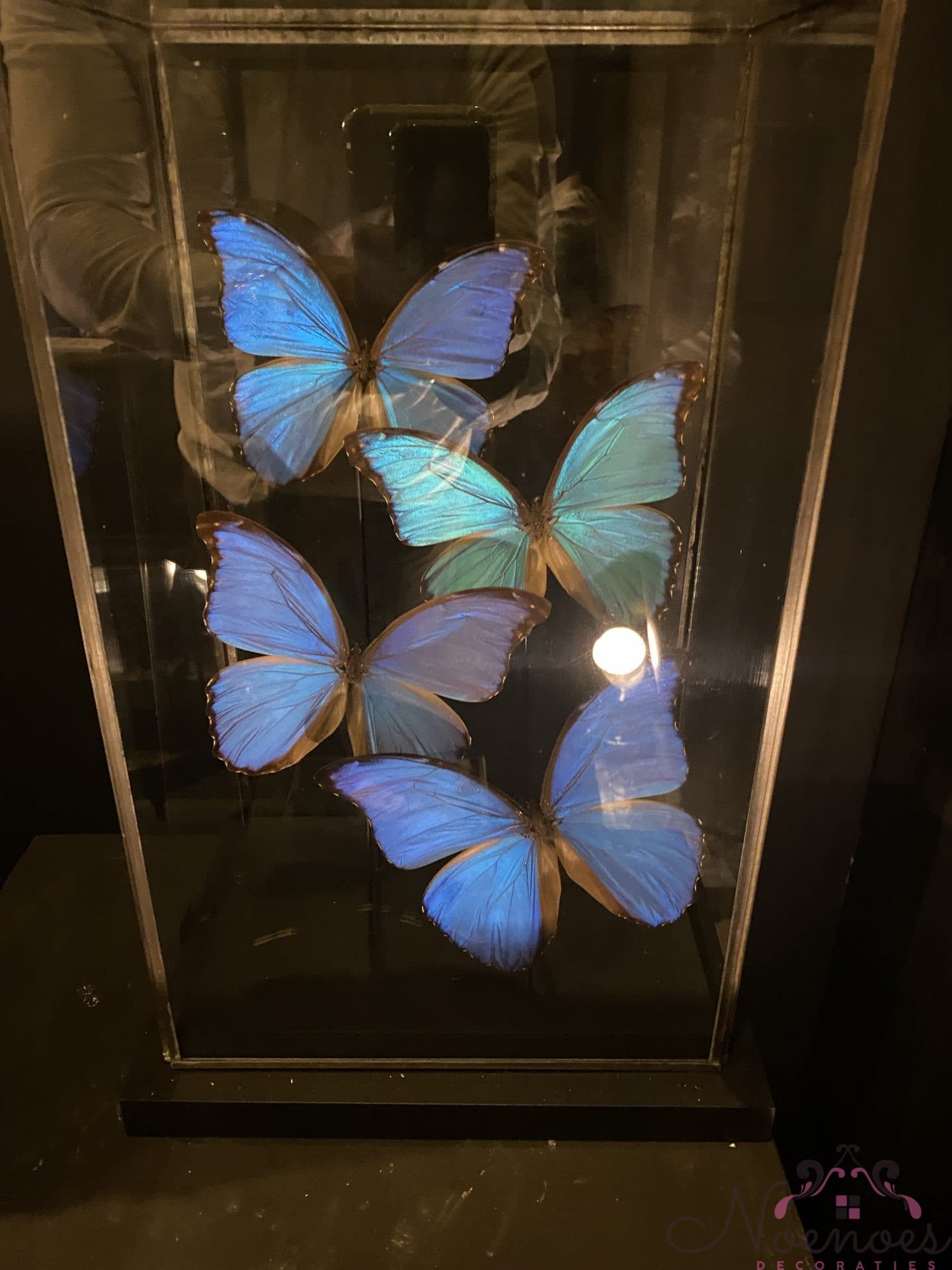 Vlindervitrine met 5 echte vlinders in glazen box 28x20x43 cm