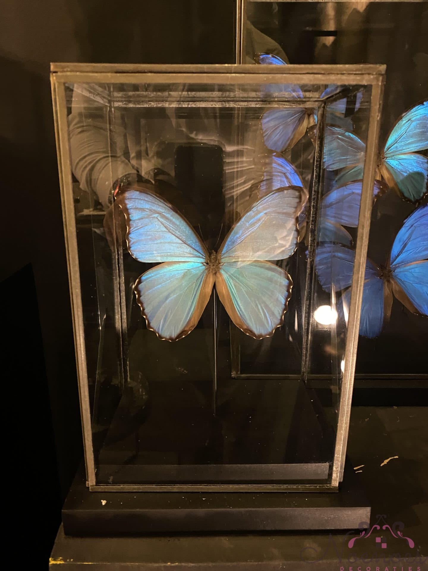 Vlinderdisplay met echte vlinder in glazen box 21x17x30 cm