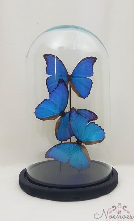 Vlinderstolp met 3 echte blauwe vlinders - glazen stolp 38 cm