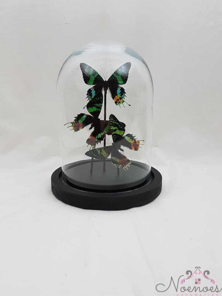 Vlinders in glazen stolp - set van 3 opgezette vlinders (24 cm)