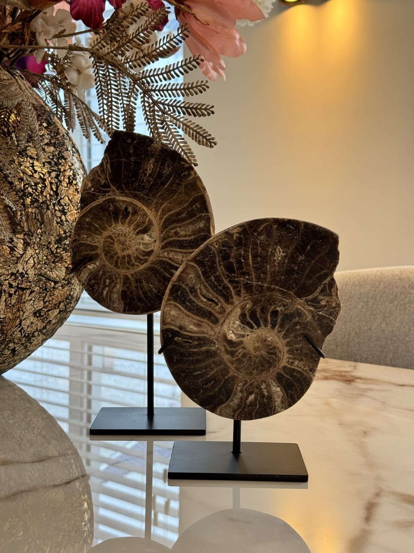 Ammoniet schelpen set van 2 op zwart metalen standaard